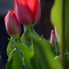  Tulip