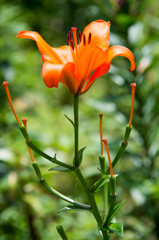 Orange Lily