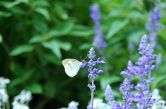IMGP0353-2