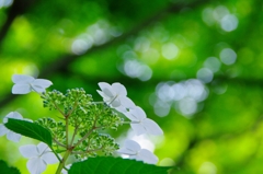 紫陽花