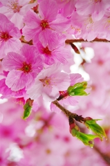 バス停の桜