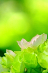 紫陽花