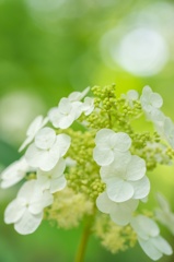 ヒカリと紫陽花 〜 淡彩 〜