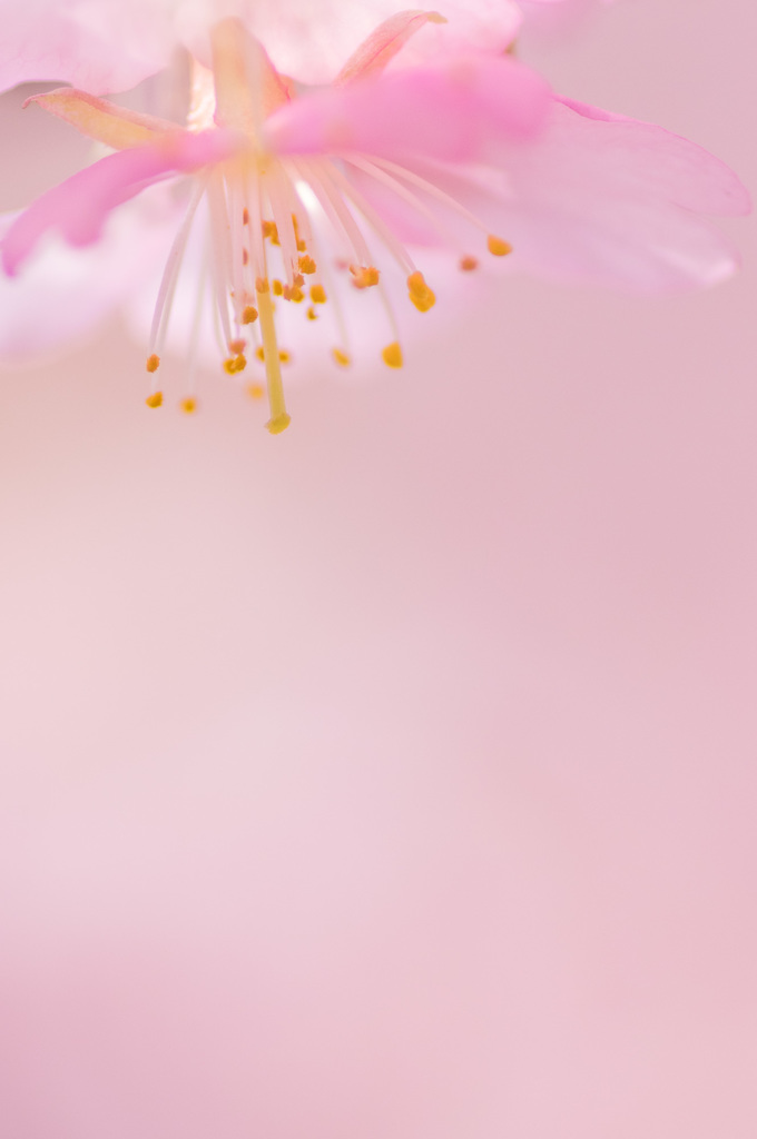 河津桜２