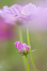 てんとう虫と秋桜003