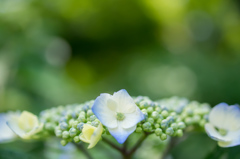 東京都・高幡不動尊の紫陽花