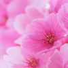 愛をこめて花束を No.4／5