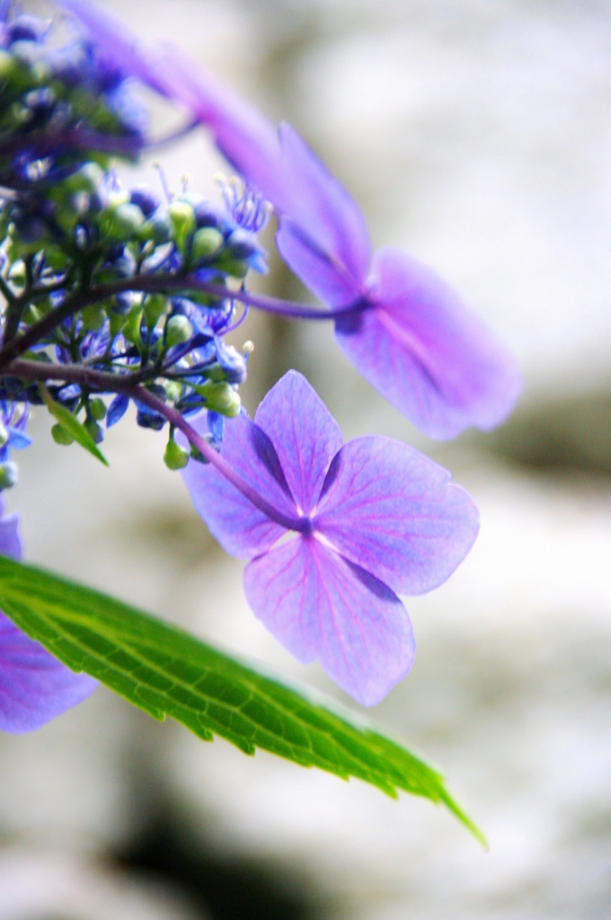 紫陽花