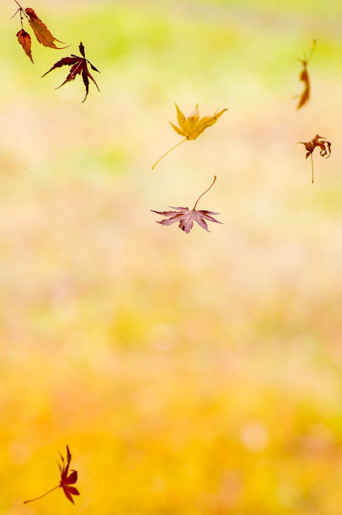 Story of November No.10