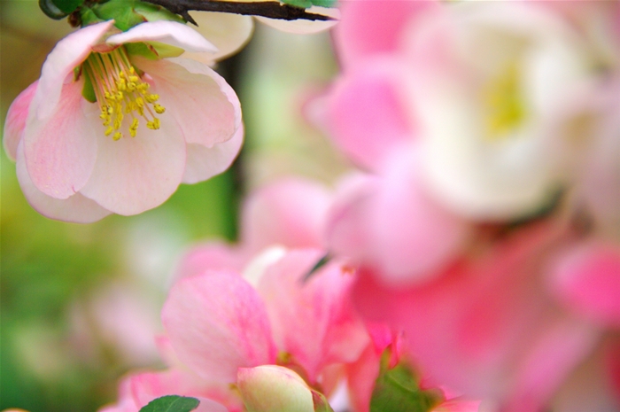 春の花たち