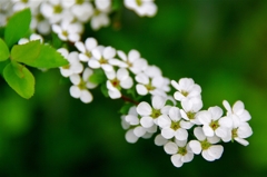 春の花たち