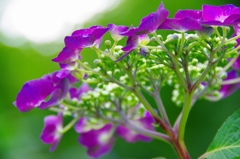紫陽花