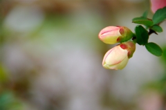 春の花たち