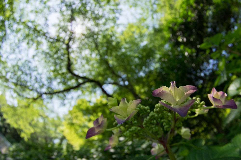 東京都・高幡不動尊の紫陽花