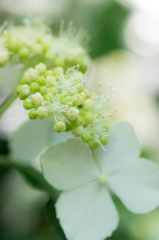 東京都・高幡不動尊の紫陽花