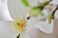 春の花たち