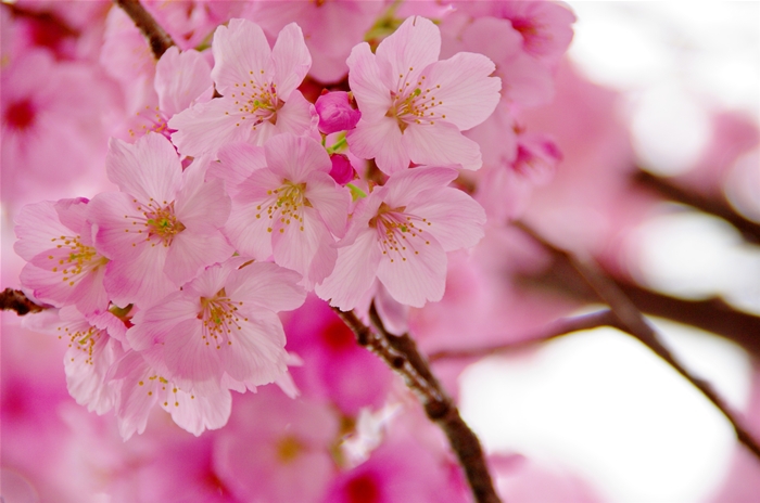バス停の桜