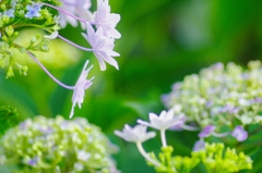 紫陽花
