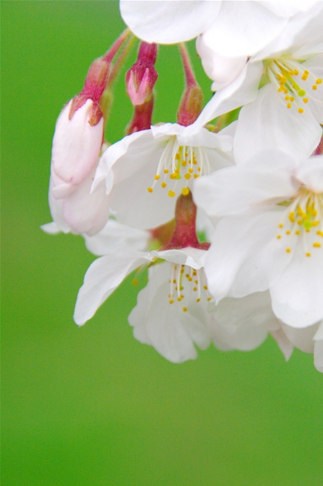 根川緑道の桜