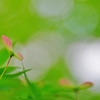 昭和記念公園 ～ 新緑のモミジとピンクの種