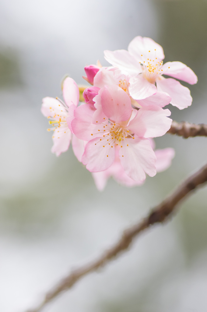 河津桜