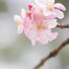 河津桜
