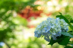 五重塔の朱色と水色の紫陽花