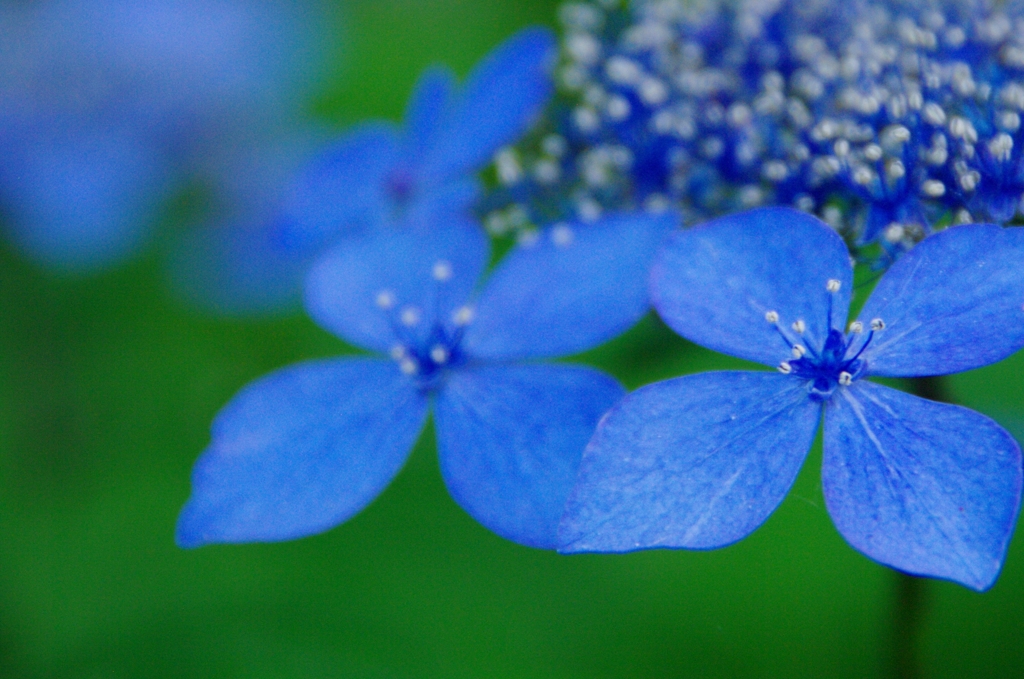 紫陽花