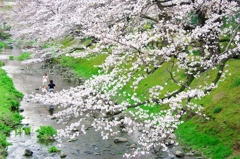 根川緑道の桜