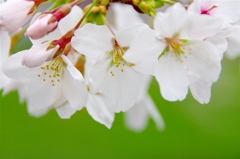 根川緑道の桜