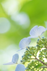 ヒカリと紫陽花 〜 あこがれ 〜