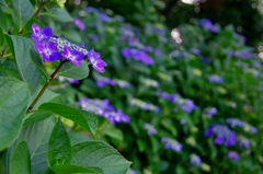 紫陽花