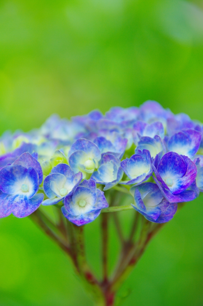 紫陽花