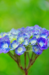 紫陽花