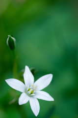 深緑色と大甘菜（おおあまな）２