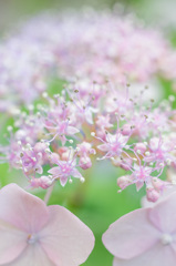 東京都・高幡不動尊の紫陽花