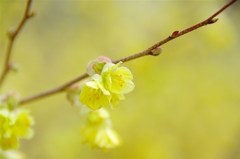 春の花たち