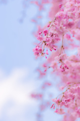 ももいろ春うらら ~枝垂桜～ No.2／3