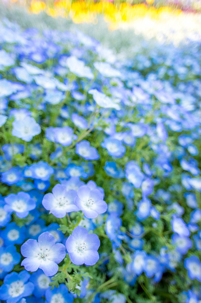 ネモフィラでいっぱいの花壇が美しかったある春の日