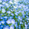 ネモフィラでいっぱいの花壇が美しかったある春の日