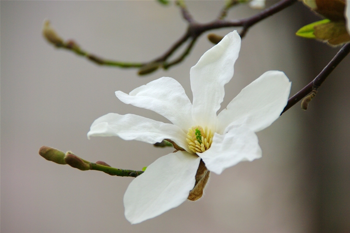 春の花たち