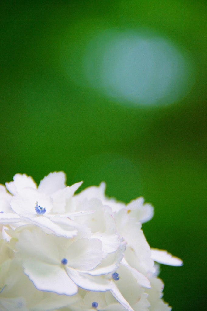紫陽花