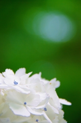 紫陽花