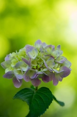 ヒカリと紫陽花 〜 印象 〜