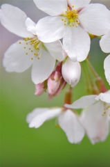 根川緑道の桜