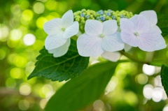ヒカリと紫陽花 〜 一朶(いちだ) 〜