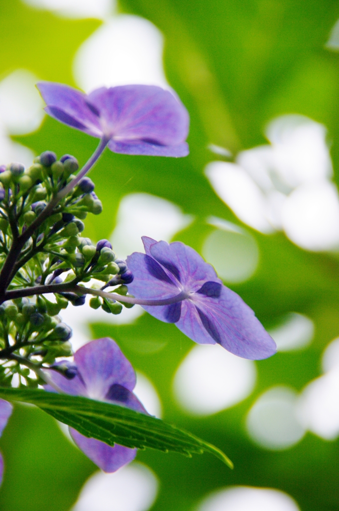 紫陽花