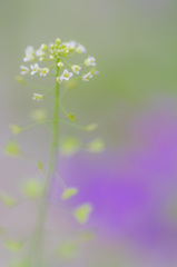 ムラサキハナナの花畑に