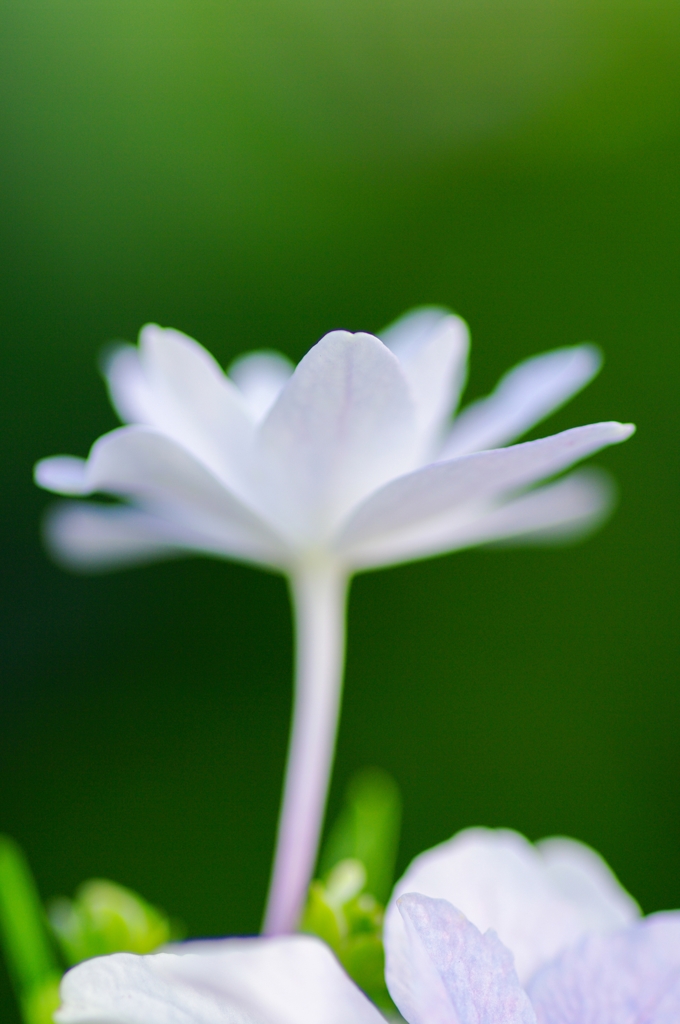 紫陽花