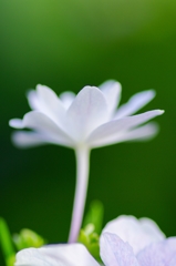 紫陽花